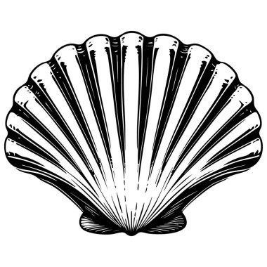 Plaj ve okyanus temaları için zarif deniz kabuğu çizimleri