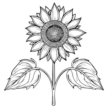 Ayrıntılı siyah-beyaz çizgili ayçiçeği sanatı. Dokulu merkezi ve büyük yapraklı.