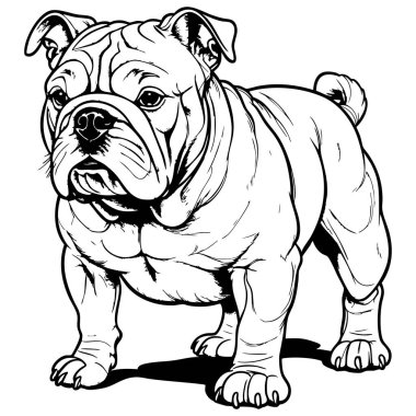 Renklendirme sayfaları dövmeleri ve hayvan temalı tasarımlar için uygun koyu siyah ve beyaz çizgilerle gerçekçi buldog yan görünüm çizimi