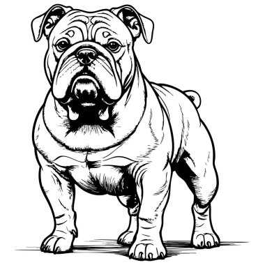 Güçlü kaslı buldog gerçekçi, kalın çizgili sanat tarzıyla renklendirme sayfası için mükemmel.