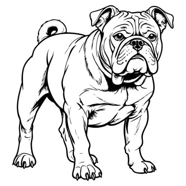 Boyama sayfaları için siyah-beyaz çizgili güçlü buldog çizimi