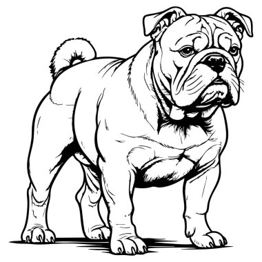 Boyama sayfaları ve hayvani sanat eserleri için siyah beyaz çizgili güçlü buldog.