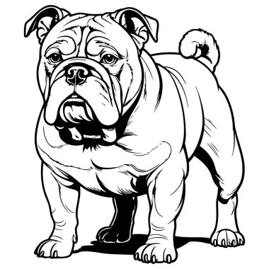 Renklendirme sayfaları için uygun siyah beyaz buldog köpek çizimi hayvan temalı tasarımlar