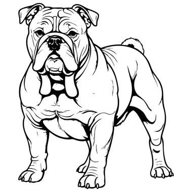 Güçlü buldog duruşu, hayvan boyama sayfaları için resimdir