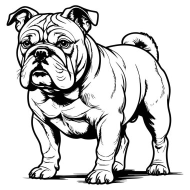 Hayvan boyama sayfaları için ayakta duran güçlü kaslı buldog.