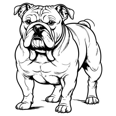 Köpek boyama etkinliği için güçlü buldog ön görünümü çizimi