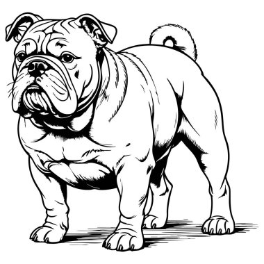 Ayrıntılı buldog duruşu siyah-beyaz çizgili sanat tarzı hayvan sanatı sayfalarını boyamak için mükemmel.