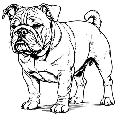 Ayrıntılı buldog köpek çizimi siyah-beyaz çizgili sanat biçimi sayfa boyama için uygun hayvan sanatı