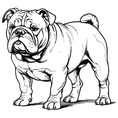 Renkli aşıklar ve hayvan temalı yaratıcı projeler için detaylı buldog çizgisi çizimi