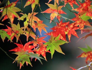 Kırmızı bırak akçaağaç Sonbahar Japonya kyoto