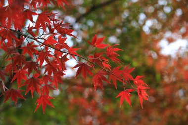 Kırmızı bırak akçaağaç Sonbahar Japonya kyoto