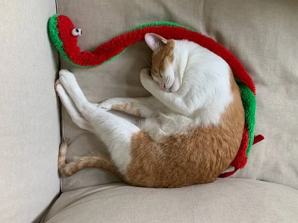 Ginger Cat Sleep Woman Happy Moment Winter — Stock Photo, Image