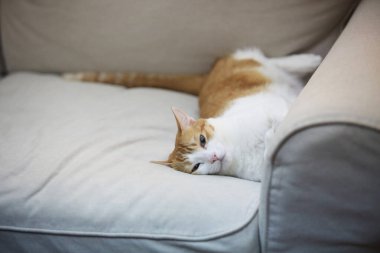 Şirin kediyi yakından çek.