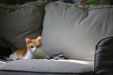 Genç güzel kedi içeride oynuyor. 