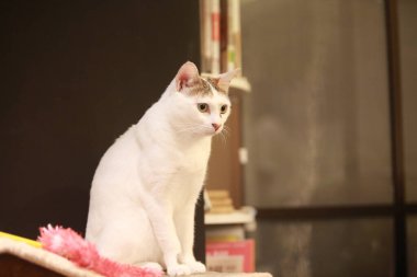 Şirin kediyi yakından çek.