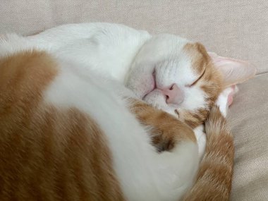 tapılası kedi resmi kapat