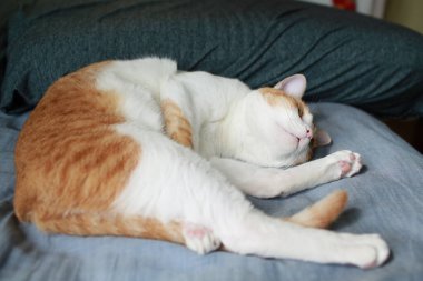 Genç güzel kedi içeride oynuyor. 