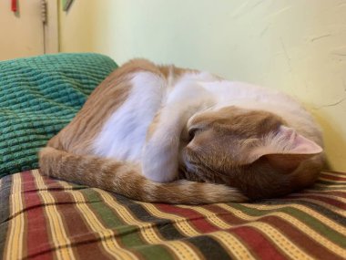 tapılası kedi resmi kapat