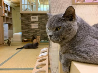 Şirin kediyi yakından çek.