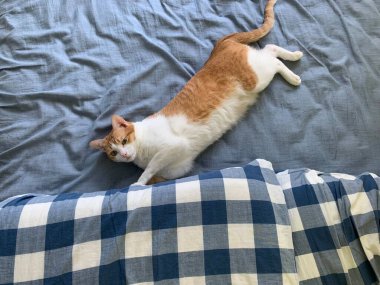 Şirin kediyi yakından çek.