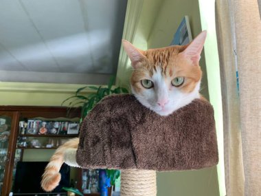 Şirin kediyi yakından çek.