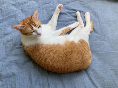 tapılası kedi resmi kapat