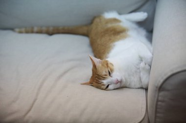 Şirin kediyi yakından çek.