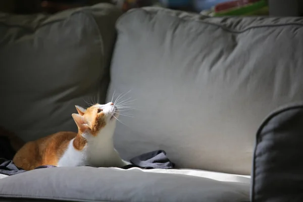 Joven Hermosa Gato Jugando Dentro Apartamento —  Fotos de Stock