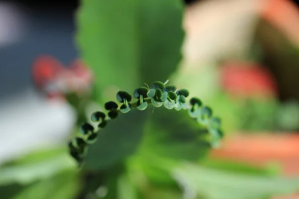 緑の植物が閉じて — ストック写真