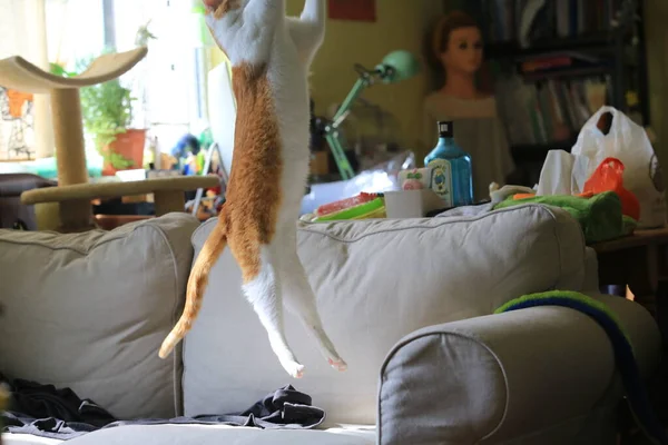 Jovem Gato Bonito Jogando Dentro Apartamento — Fotografia de Stock