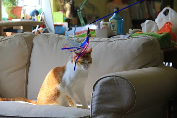 Joven Hermosa Gato Jugando Dentro Apartamento —  Fotos de Stock