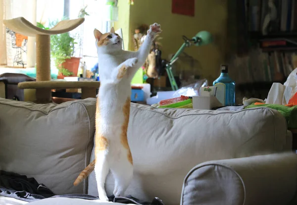 Jonge Mooie Kat Spelen Binnen Appartement — Stockfoto