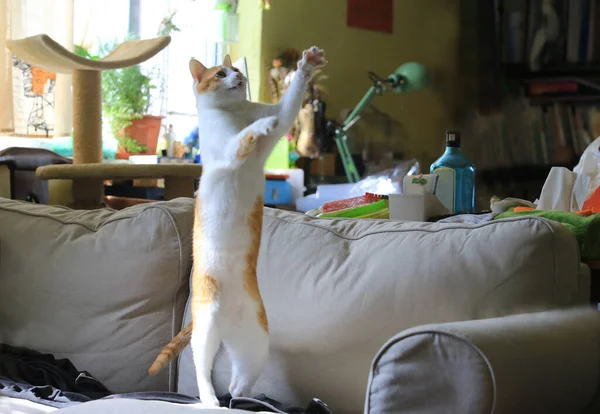 Young Beautiful Cat Playing Apartment — Stock Photo, Image