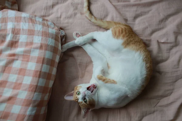 Junge Schöne Katze Spielt Wohnung — Stockfoto