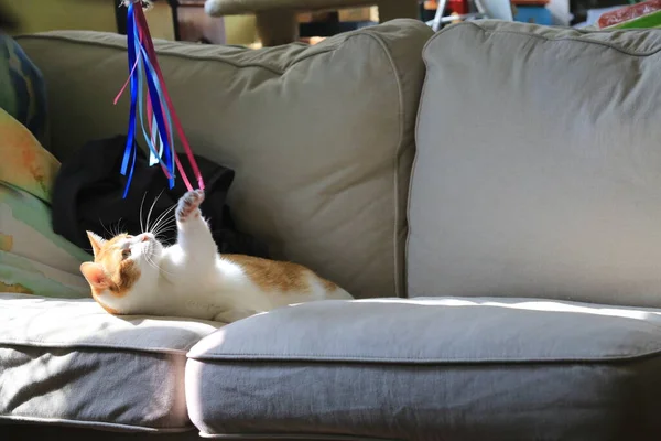 Jonge Mooie Kat Spelen Binnen Appartement — Stockfoto