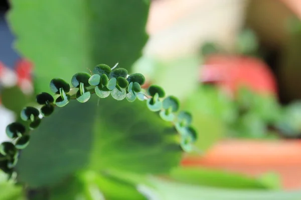 緑の植物が閉じて — ストック写真