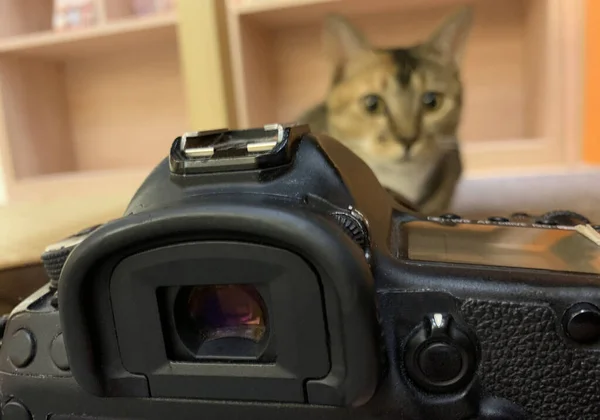 Kameranın Önündeki Kedinin Seçici Odağı — Stok fotoğraf