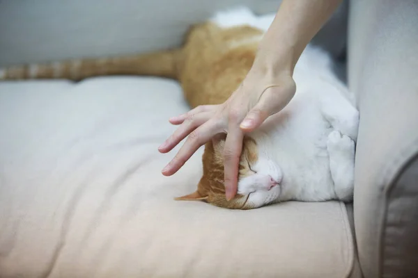 妇女爱抚猫的剪影 — 图库照片