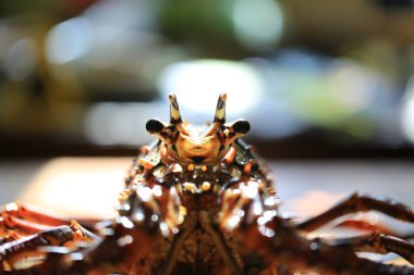 Istakoz yakın çekim