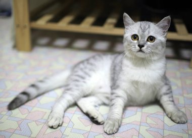 Güzel kedi, resmi kapat.