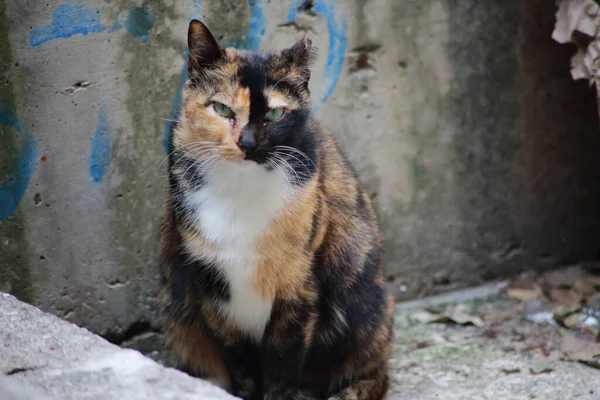 漂亮的猫特写形象 — 图库照片