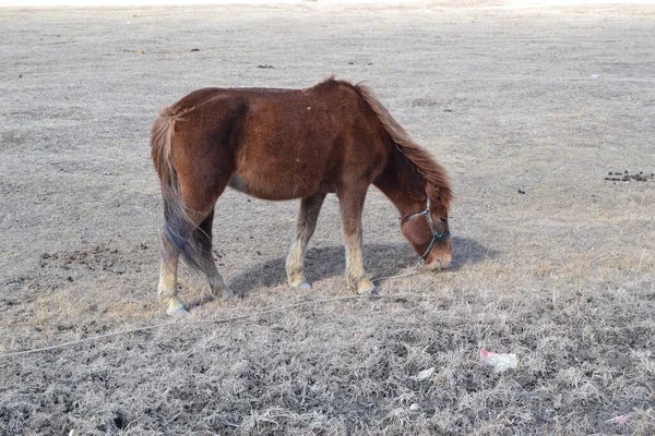 Hermoso Caballo Pastando Campo —  Fotos de Stock