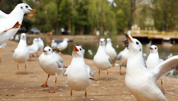 close up of  white seagulls