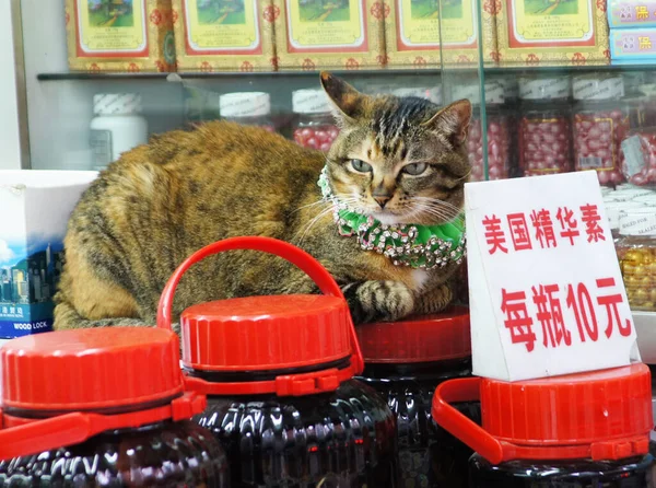Cute Cat Shop — Stock Photo, Image