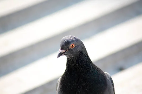 Immagine Ravvicinata Del Piccione — Foto Stock