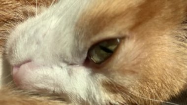 Kızıl kedi, yaklaş.