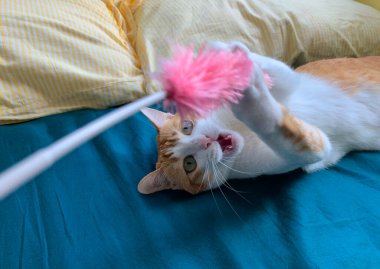 Yatakta oynayan sevimli kedi.