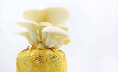 Beyaz mantarları kapatın. 