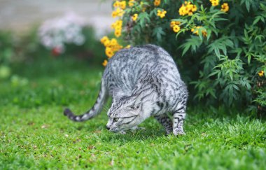 Bahçedeki sevimli kedi.