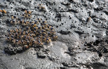 Keşiş yengeci olan siyah beyaz bir kuma yaklaş.